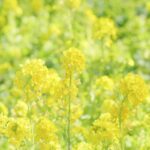 ハッカ油の大人気口コミ！ハッカ油レビューランキング