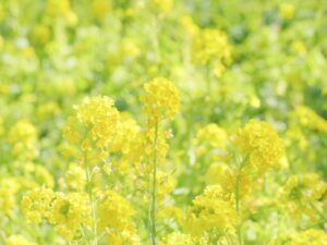 ハッカ油の大人気口コミ！ハッカ油レビューランキング